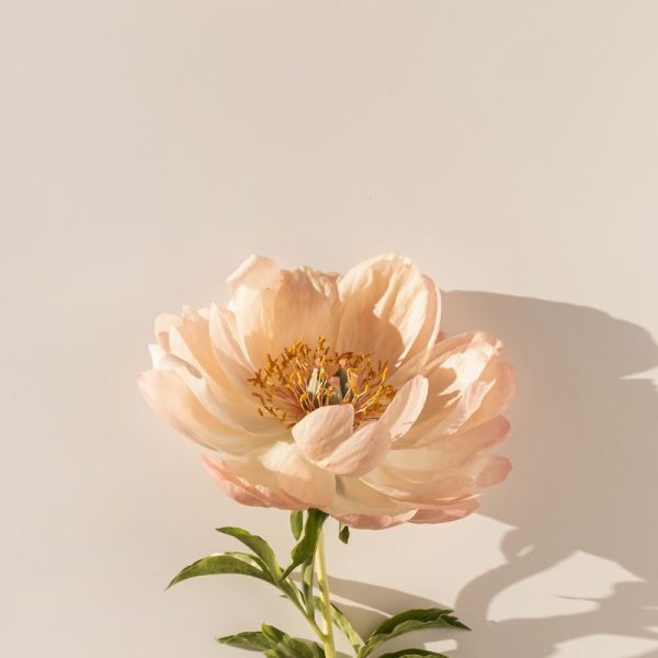 Mounjaro® e a menopausa: promessa de milagre ou alerta necessário?